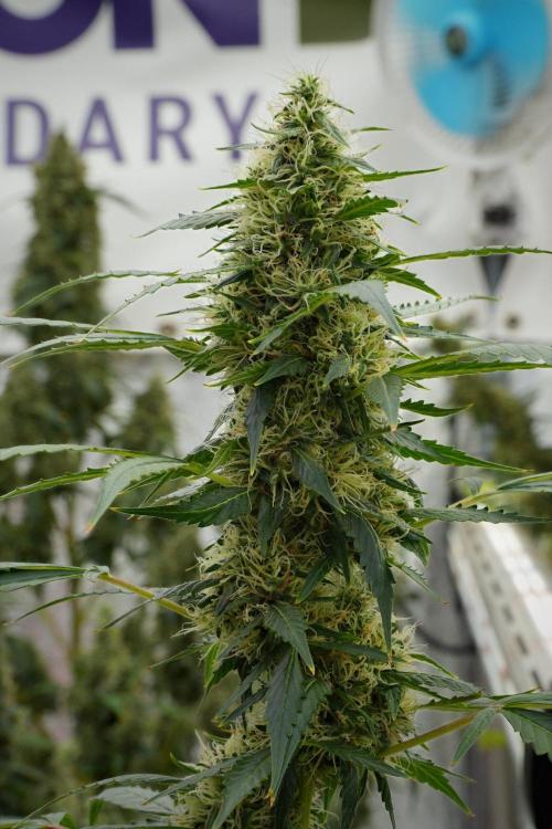Pheno B Amnesia Haze Auto by Zamnesia. Week 12 - Pheno B Amnesia Haze Auto