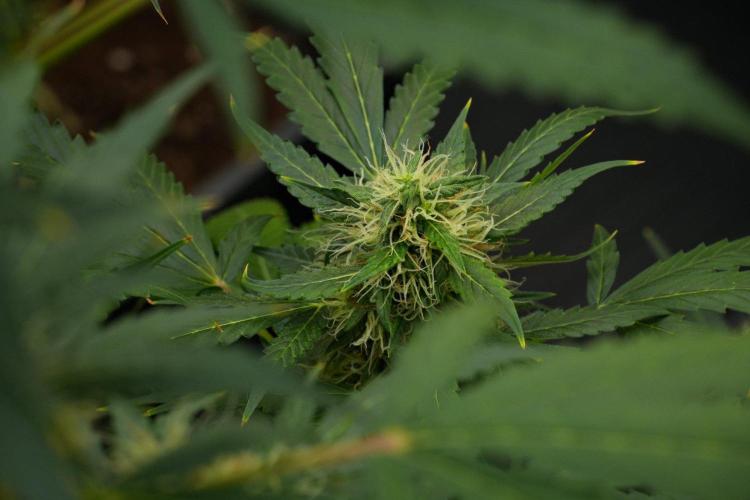 Pheno B Amnesia Haze Auto by Zamnesia. Week 12 - Pheno B Amnesia Haze Auto