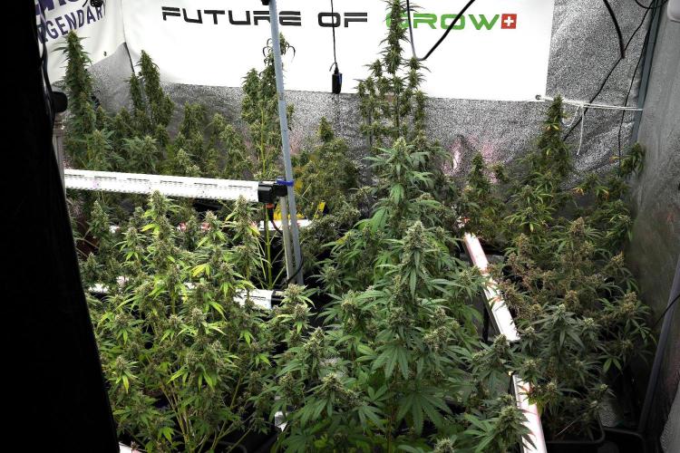 Pheno B Amnesia Haze Auto by Zamnesia. Week 12 - Room