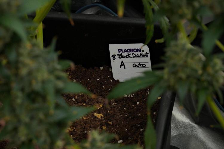 Black Diamond Auto By Zamnesia Pheno A. Week 12 - Black Diamond Auto  Pheno A
