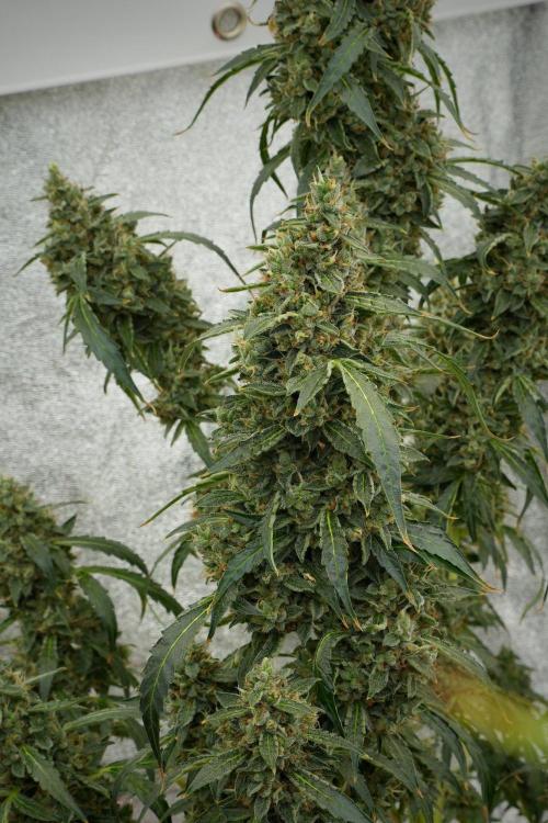 Black Diamond Auto By Zamnesia Pheno A. Week 12 - Black Diamond Auto  Pheno A