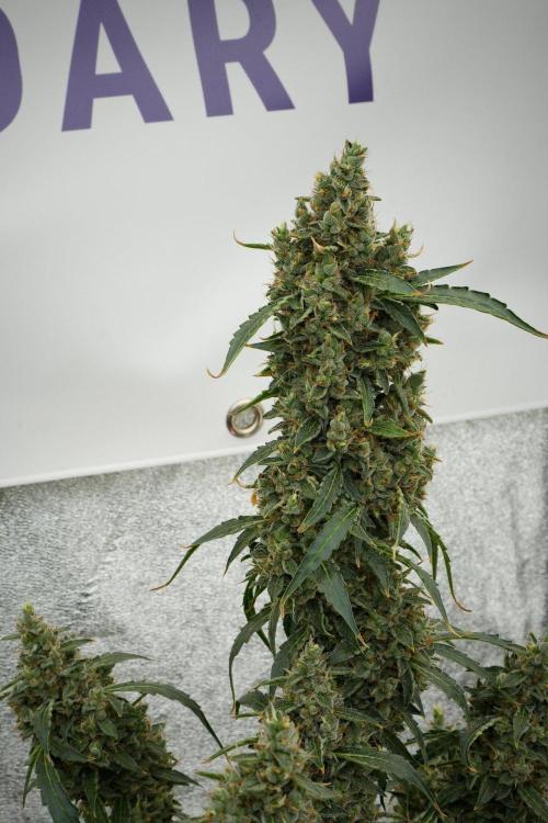 Black Diamond Auto By Zamnesia Pheno A. Week 12 - Black Diamond Auto  Pheno A