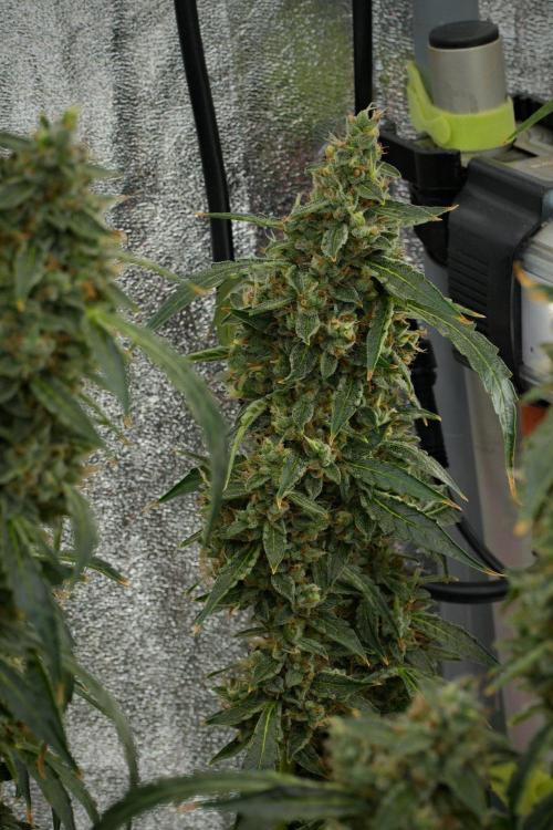 Black Diamond Auto By Zamnesia Pheno A. Week 12 - Black Diamond Auto  Pheno A