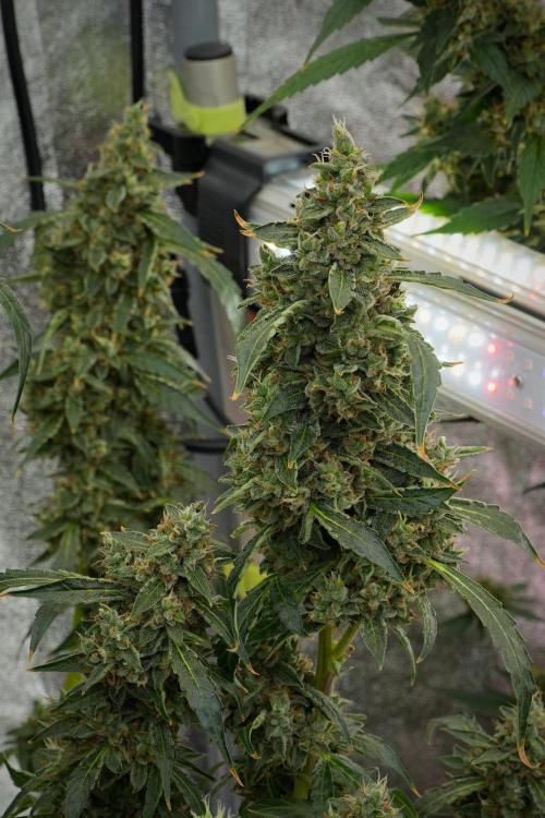 Black Diamond Auto By Zamnesia Pheno A. Week 12 - Black Diamond Auto  Pheno A