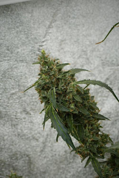 Black Diamond Auto By Zamnesia Pheno A. Week 12 - Black Diamond Auto  Pheno A