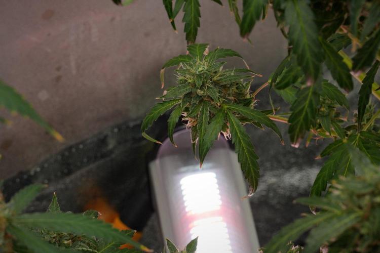 Black Diamond Auto By Zamnesia Pheno A. Week 12 - Black Diamond Auto  Pheno A