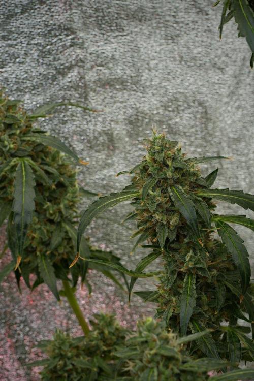 Black Diamond Auto By Zamnesia Pheno A. Week 12 - Black Diamond Auto  Pheno A