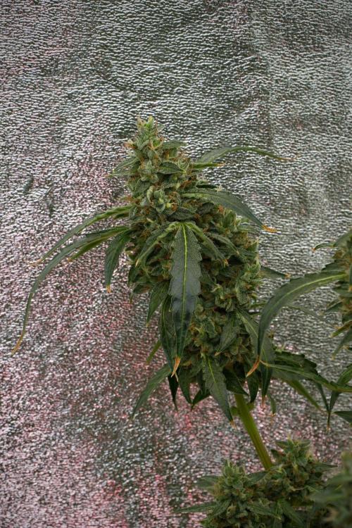 Black Diamond Auto By Zamnesia Pheno A. Week 12 - Black Diamond Auto  Pheno A
