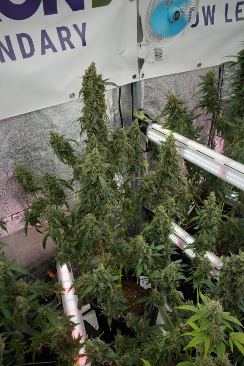 Black Diamond Auto By Zamnesia Pheno A. Week 12 - Black Diamond Auto  Pheno A