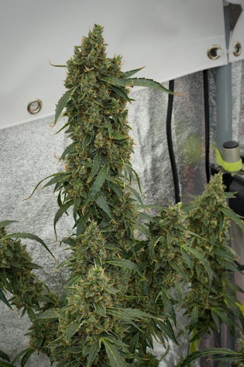 Black Diamond Auto By Zamnesia Pheno A. Week 12 - Black Diamond Auto  Pheno A