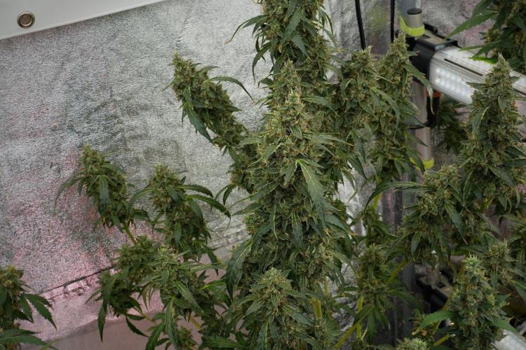 Black Diamond Auto By Zamnesia Pheno A. Week 12 - Black Diamond Auto  Pheno A