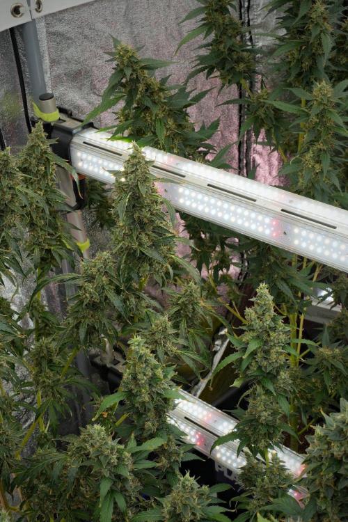 Black Diamond Auto By Zamnesia Pheno A. Week 12 - Black Diamond Auto  Pheno A
