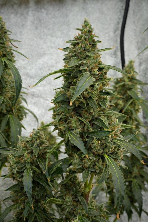 Black Diamond Auto By Zamnesia Pheno A. Week 12 - Black Diamond Auto  Pheno A