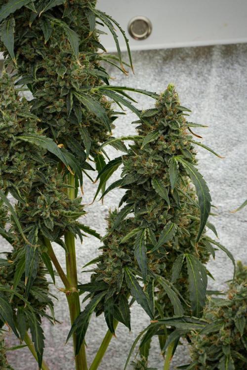 Black Diamond Auto By Zamnesia Pheno A. Week 12 - Black Diamond Auto  Pheno A