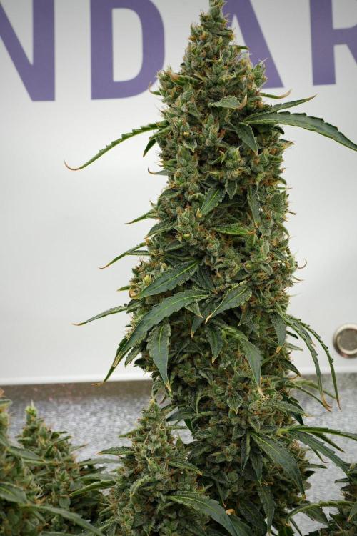 Black Diamond Auto By Zamnesia Pheno A. Week 12 - Black Diamond Auto  Pheno A