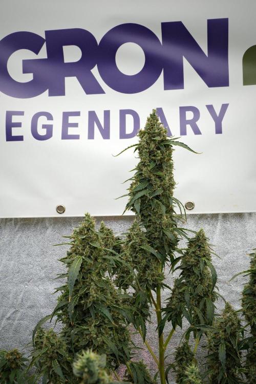 Black Diamond Auto By Zamnesia Pheno A. Week 12 - Black Diamond Auto  Pheno A