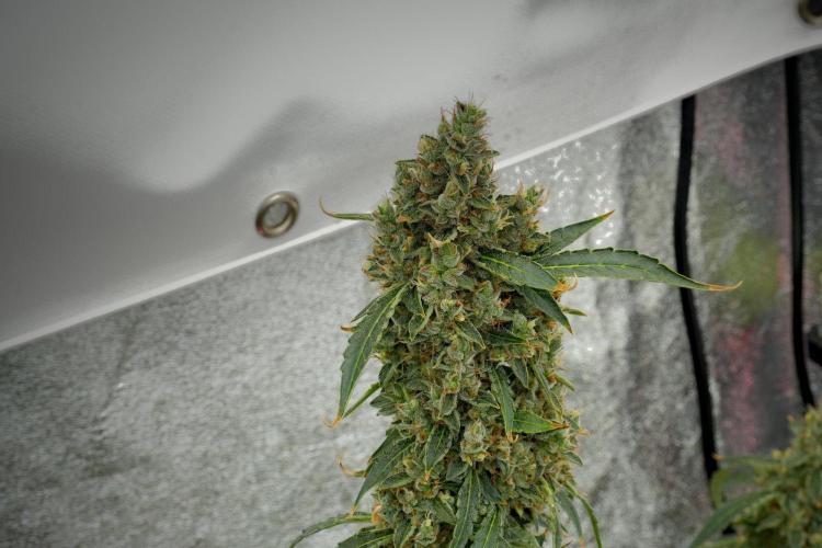 Black Diamond Auto By Zamnesia Pheno A. Week 12 - Black Diamond Auto  Pheno A