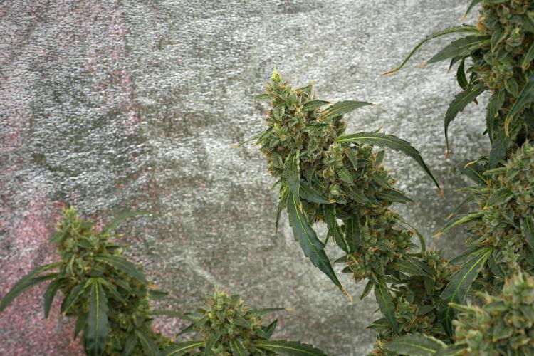 Black Diamond Auto By Zamnesia Pheno A. Week 12 - Black Diamond Auto  Pheno A