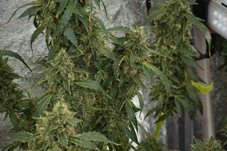 Black Diamond Auto By Zamnesia Pheno A. Week 12 - Black Diamond Auto  Pheno A
