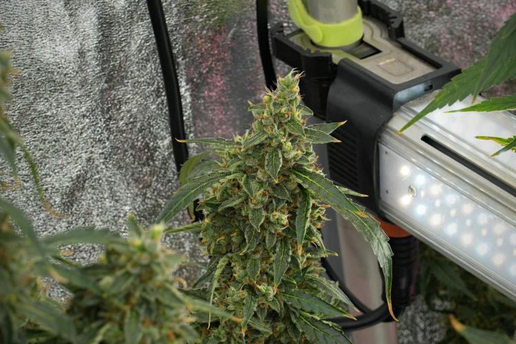 Black Diamond Auto By Zamnesia Pheno A. Week 12 - Black Diamond Auto  Pheno A