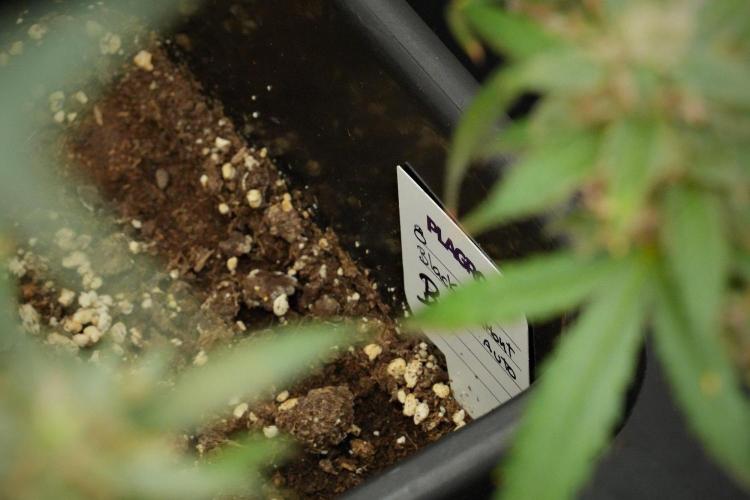 Pheno B Black Diamond Auto By Zamnesia. Week 12 - Pheno B Black Diamond Auto 