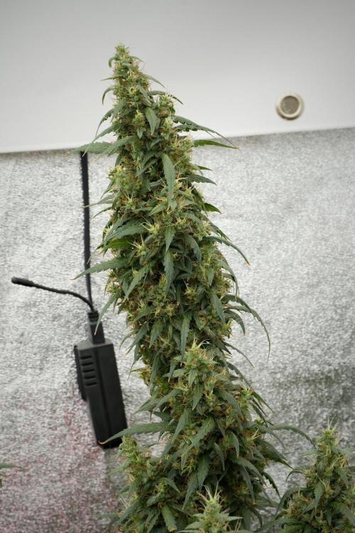 Pheno B Black Diamond Auto By Zamnesia. Week 12 - Pheno B Black Diamond Auto 
