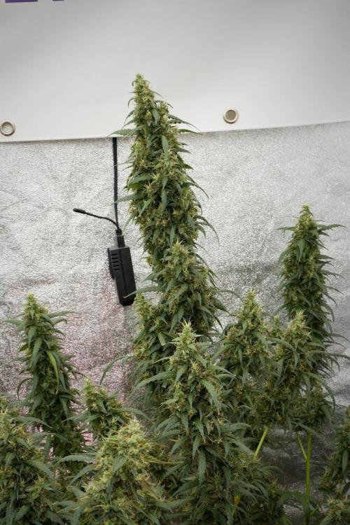 Pheno B Black Diamond Auto By Zamnesia. Week 12 - Pheno B Black Diamond Auto 