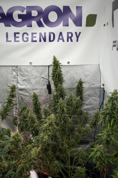 Pheno B Black Diamond Auto By Zamnesia. Week 12 - Pheno B Black Diamond Auto 