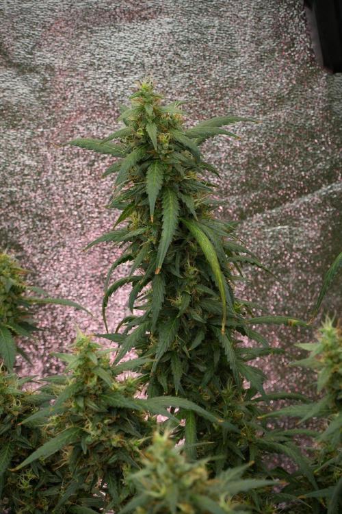 Pheno B Black Diamond Auto By Zamnesia. Week 12 - Pheno B Black Diamond Auto 