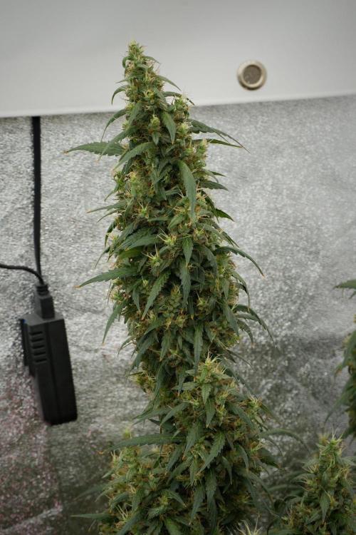 Pheno B Black Diamond Auto By Zamnesia. Week 12 - Pheno B Black Diamond Auto 