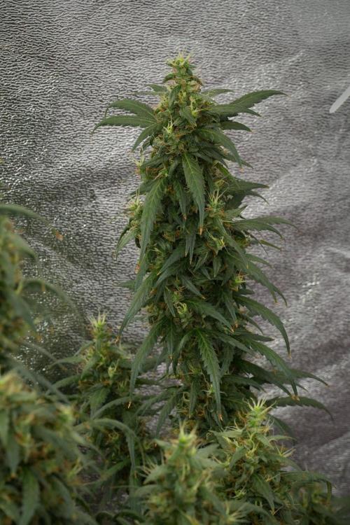 Pheno B Black Diamond Auto By Zamnesia. Week 12 - Pheno B Black Diamond Auto 