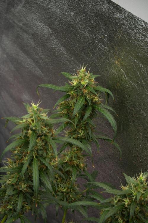 Pheno B Black Diamond Auto By Zamnesia. Week 12 - Pheno B Black Diamond Auto 