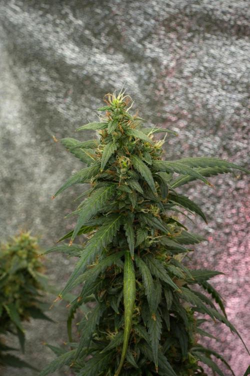 Pheno B Black Diamond Auto By Zamnesia. Week 12 - Pheno B Black Diamond Auto 