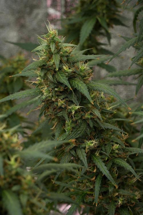 Pheno B Black Diamond Auto By Zamnesia. Week 12 - Pheno B Black Diamond Auto 