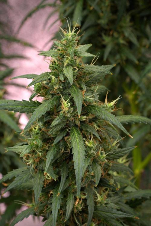 Pheno B Black Diamond Auto By Zamnesia. Week 12 - Pheno B Black Diamond Auto 
