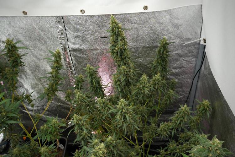 Pheno B Black Diamond Auto By Zamnesia. Week 12 - Pheno B Black Diamond Auto 