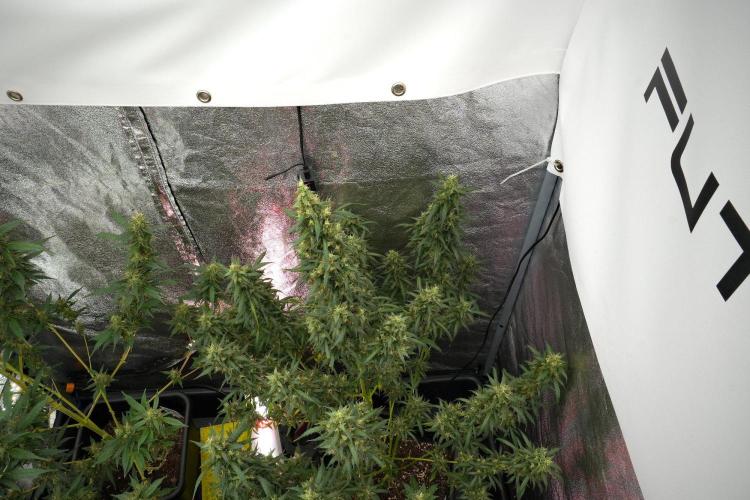 Pheno B Black Diamond Auto By Zamnesia. Week 12 - Pheno B Black Diamond Auto 