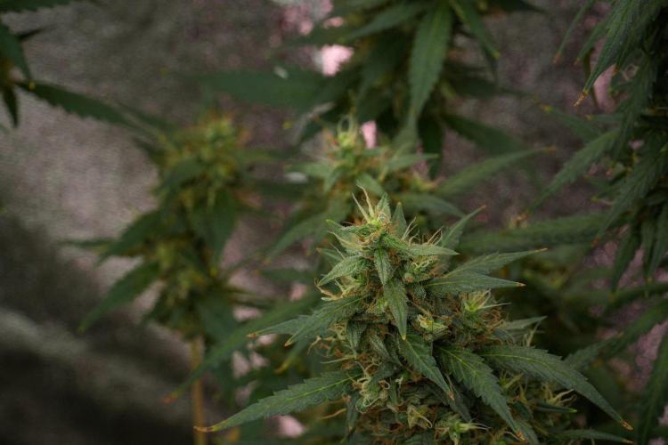 Pheno B Black Diamond Auto By Zamnesia. Week 12 - Pheno B Black Diamond Auto 