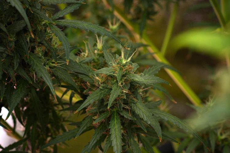 Pheno B Black Diamond Auto By Zamnesia. Week 12 - Pheno B Black Diamond Auto 