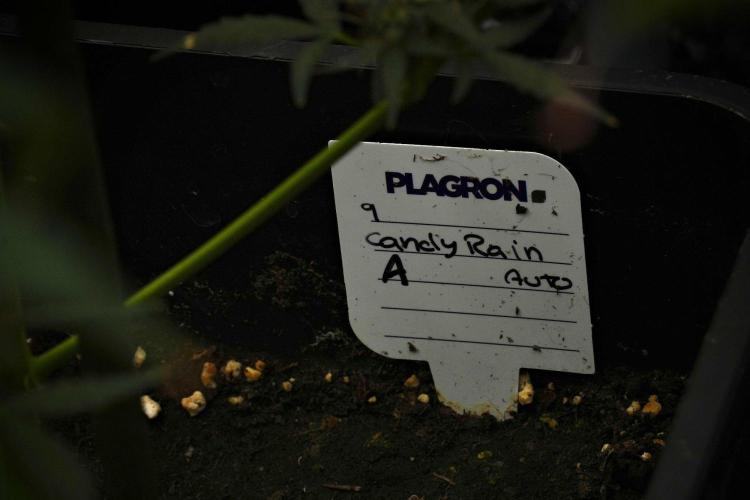 Candy Rain Auto By Zamnesia. Week 12 - Candy Rain Auto