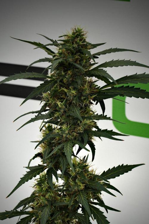 Candy Rain Auto By Zamnesia. Week 12 - Candy Rain Auto