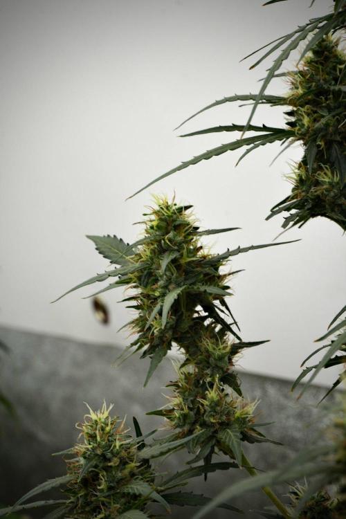 Candy Rain Auto By Zamnesia. Week 12 - Candy Rain Auto