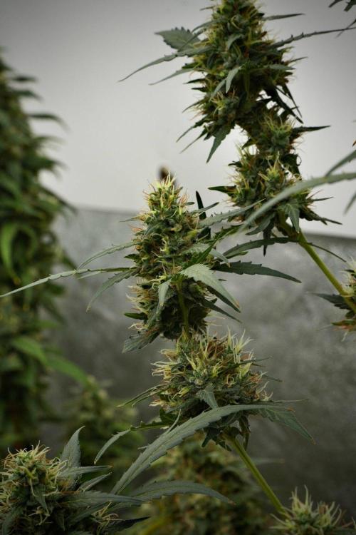 Candy Rain Auto By Zamnesia. Week 12 - Candy Rain Auto