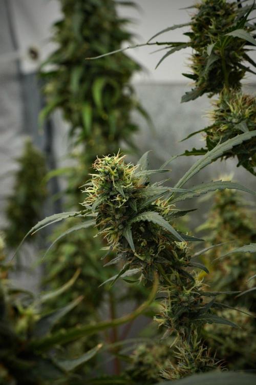 Candy Rain Auto By Zamnesia. Week 12 - Candy Rain Auto