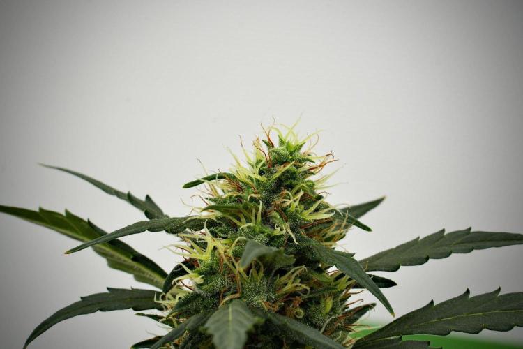 Candy Rain Auto By Zamnesia. Week 12 - Candy Rain Auto