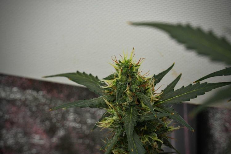Candy Rain Auto By Zamnesia. Week 12 - Candy Rain Auto