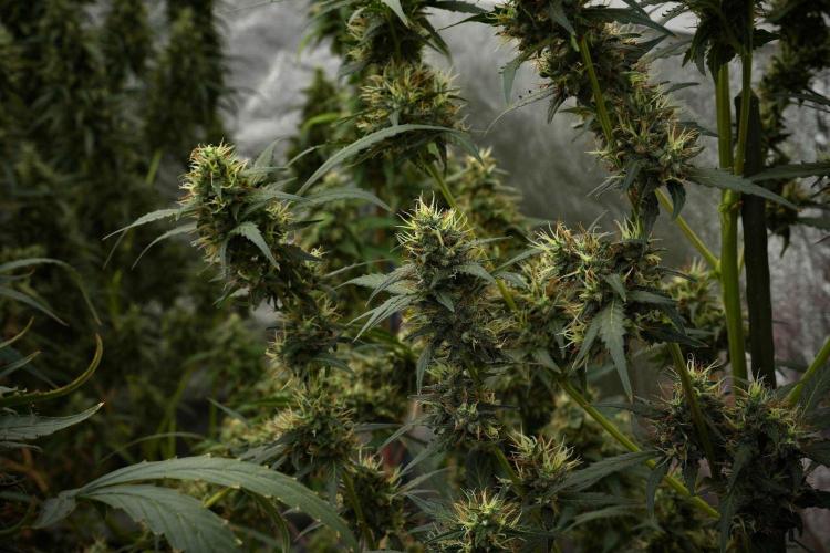 Candy Rain Auto By Zamnesia. Week 12 - Candy Rain Auto