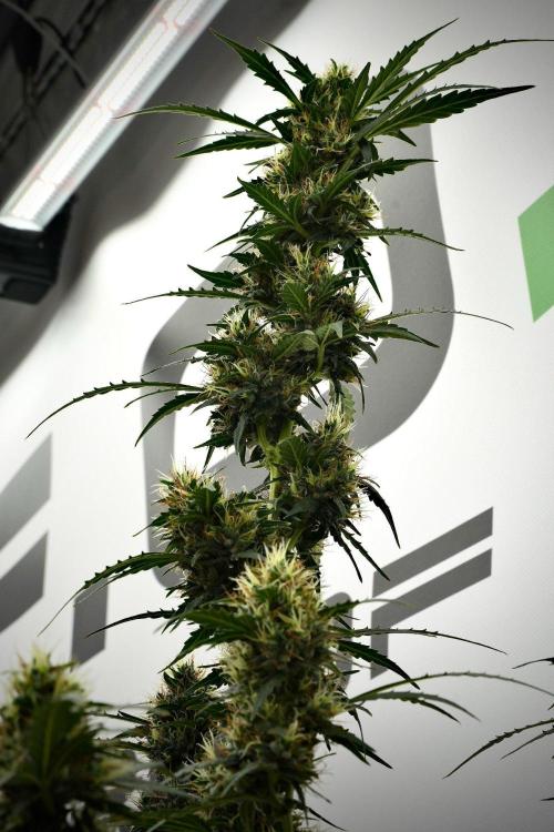 Candy Rain Auto By Zamnesia. Week 12 - Candy Rain Auto