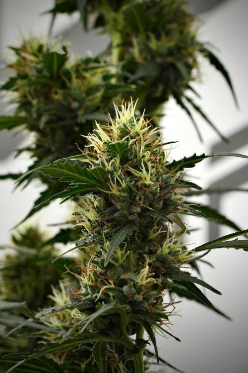 Candy Rain Auto By Zamnesia. Week 12 - Candy Rain Auto