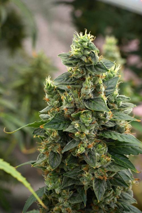 Frosted Guava Auto By Zamnesia Pheno A. Week 12 - Frosted Guava Auto  Pheno A
